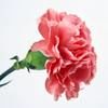 zayahan